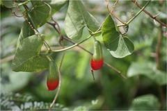 Coccinia grandis